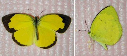 Réf. 231 809 : Eurema hecabe